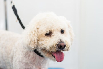 senior dog Bichon with nose depigmentation at the salon