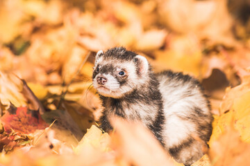 Fluffy ferret pet posing in the forest.