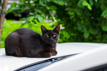 black cat with cropped ear sitting on the car. This is called “ear-tipping,” and is actually a sign that the cat has been the lucky beneficiary of a Trap/Neuter/Return effort.