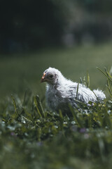 Little chick