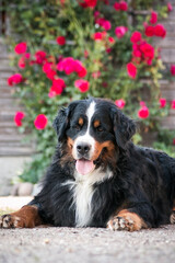 Bernese mountain dog in park roses background. Flowers around and dog.	