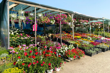 Variety blooming flowers in local market for decorating the local area. Seedlings of various flowering plants are for sale. Garden shop with flowers outdoors.