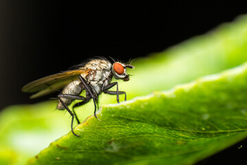 macro photo of a fly in spring season
