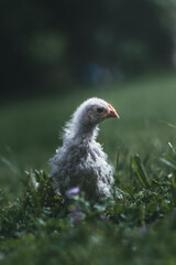 Chicken sight 
