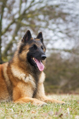 Tervuren dog in the park outside.