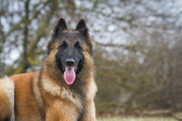 Tervuren dog in the park outside.