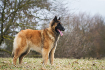 Tervuren dog in the park outside.	