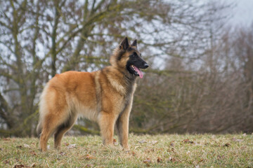 Fototapeta na wymiar Tervuren dog in the park outside.