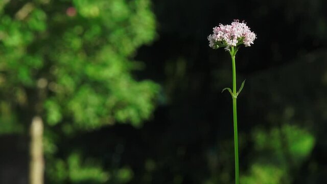 Flowers on a thin stem in a heavenly garden zoom out zoom in
