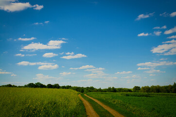 Summer country road and fields on the background of the blue beautiful cloudy sky