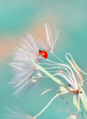 Beautiful ladybug on leaf defocused background © blackdiamond67