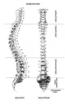 Hand-drawn anatomy of the spine. Pencil drawing