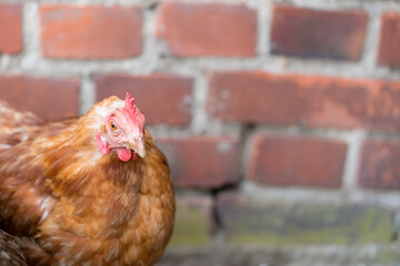 Happy chicken of  free-range farming