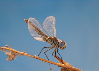detailed dragonfly macro shot 