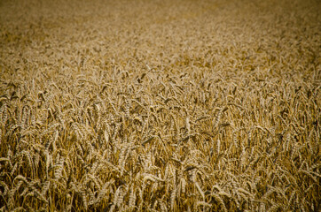 Wheat field. Ears of golden wheat