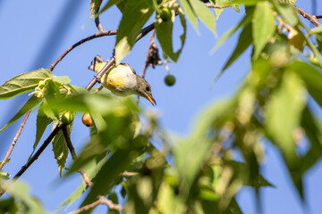 Orange-bellied Flowerpecker in thailand.
