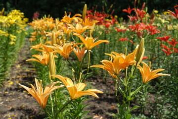Multiple bright orange flowers of lilies in June