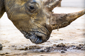 Fototapeta premium The white rhinoceros or square-lipped rhinoceros is the largest extant species of rhinoceros. It has a wide mouth used for grazing and is the most social of all rhino species