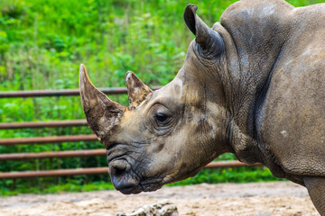 The white rhinoceros or square-lipped rhinoceros is the largest extant species of rhinoceros. It has a wide mouth used for grazing and is the most social of all rhino species