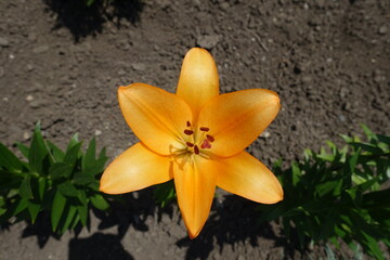 Single orange flower of lily in mid June