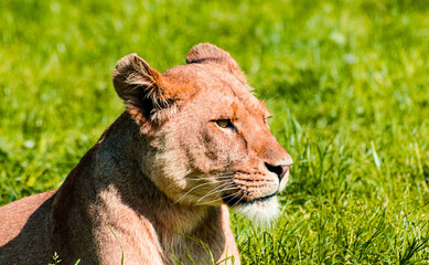 The lion is a species in the family Felidae and a member of the genus Panthera. 