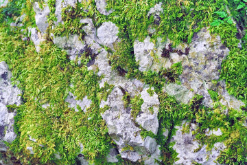 green mosses lichen on the rock beside waterfall