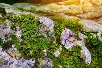 green mosses lichen on the rock beside waterfall