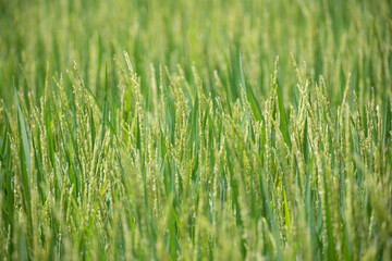 Close up of green rice field.
