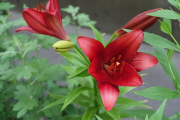 Deep red flowers of lilies in mid June