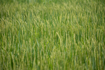 Close up of green rice field.
