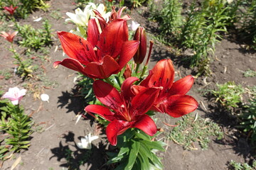Vibrant red flowers of lilies in June