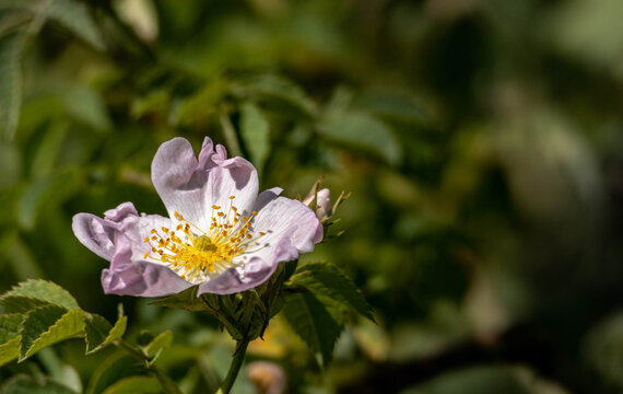 Wildrosen - Blüte