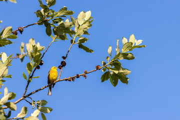Yellowhammer (Emberiza citrinella) enjoying the morning sunshine