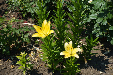 Erect stems of lilies with two bright yellow flowers in June