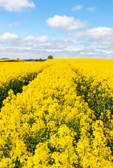 Obraz premium Spring on a farm. Agriculture. Flowering, bright yellow oilseed rape (Brassica napus) field. Roads entered the field with agricultural machinery.