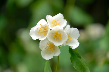 Obraz premium Close up of tiny white flowers with yellow stamen with soft lighting. White blooming flowers isolated on green blurred background 