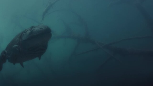 Ancient Tetrapod Swims in a Devonian sea