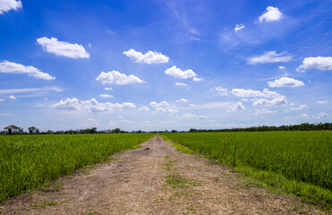 Fototapeta na wymiar Green Terraced Rice Field in Nakhon Pathom, Thailand. Rice field and sky background in summer.