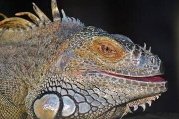 Close up of iguana