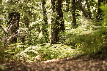 beautiful forest landscape in the south west of France