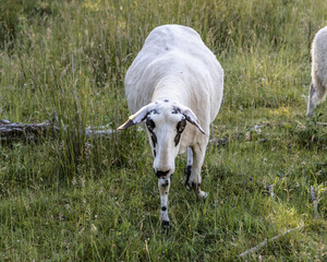 At the wildlife sanctuary Höltigbaum / Stemoorer Tunneltal - sheep