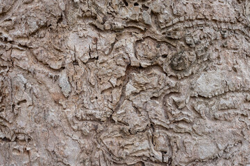 bark of  tree in forest 