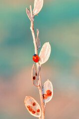 Beautiful ladybug on leaf defocused background © blackdiamond67