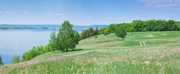Pine trees on the slope of the Zhiguli mountains near Samara in Russia