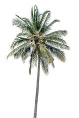 coconut tree isolated on white background 