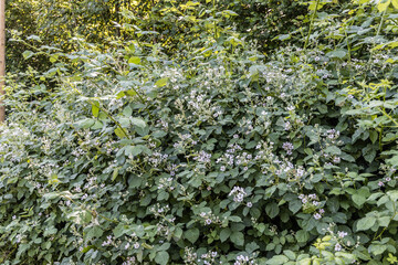 At the wildlife sanctuary Höltigbaum / Stemoorer Tunneltal