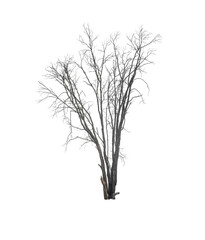 die tree isolated on white background 