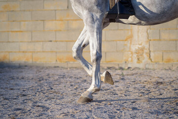Close-up of the hands of a moving horse. I work on the track.