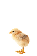 Little yellow chicken isolated on the white background