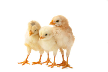 Three little chicks in front of white background.